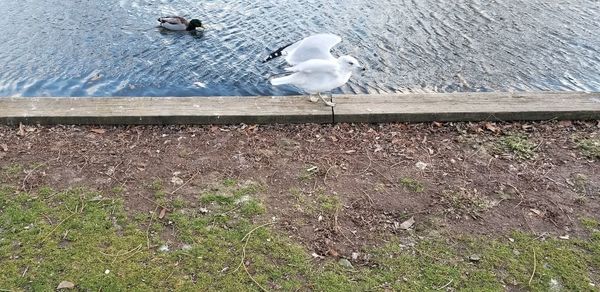 High angle view of seagulls perching on lake