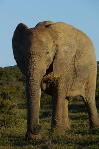 Portrait of african elephant on grassy field