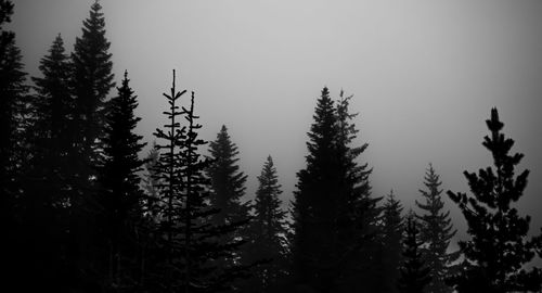 Low angle view of pine trees against sky