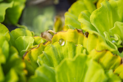 Close-up of green leaves on plant