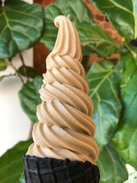 Close-up of ice cream on leaf