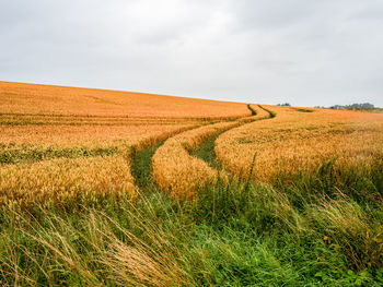 Scenic view of wheat field against sky