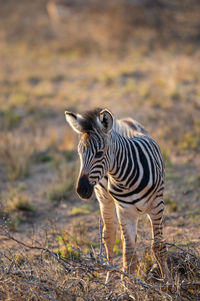 Zebra standing on field