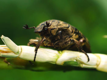 Close-up of insect on leaf