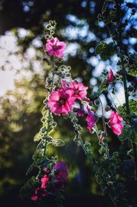 Close-up of pink flowers blooming on tree