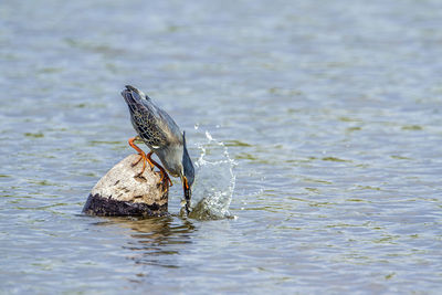 Close-up of duck swimming in lake