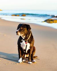 View of dog on beach