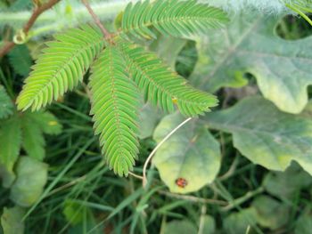 Close-up of fresh green leaves