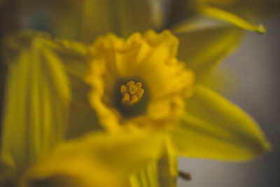 Close-up of yellow daffodil blooming outdoors