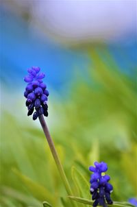 Close-up of purple flowering plant