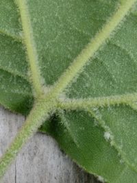 Full frame shot of green leaves