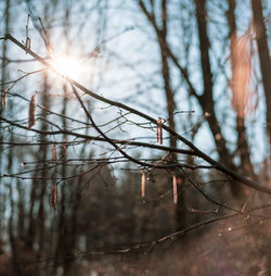 Low angle view of bare trees in forest