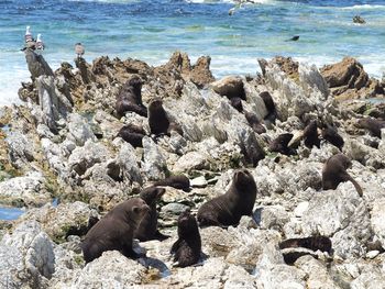 High angle view of sea lion on rock