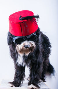 Dog sitting on red background