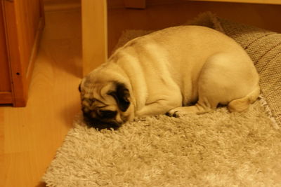 Dog relaxing on floor