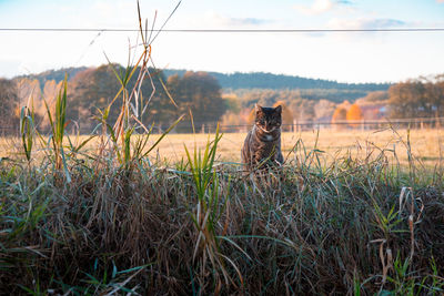 Scenic view of grassy field against sky