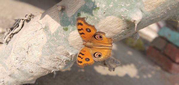 Close-up of butterfly on wood