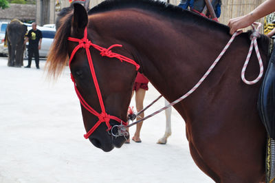 Midsection of a horse