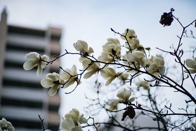 Low angle view of flowers growing on tree against sky