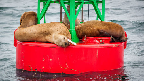 Sea lion in a boat