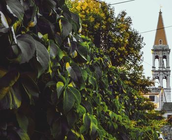 Low angle view of tree by building against sky