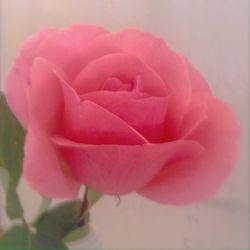 Close-up of pink rose