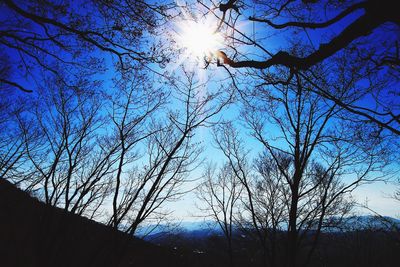 Low angle view of silhouette trees against blue sky