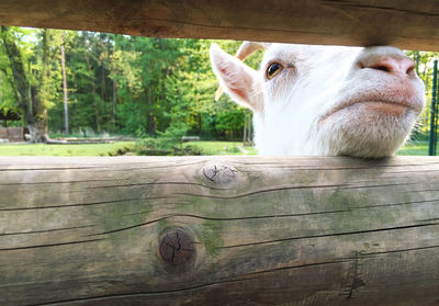 Close-up of goat