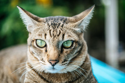 Close-up of tabby cat sitting on table against plants outdoors