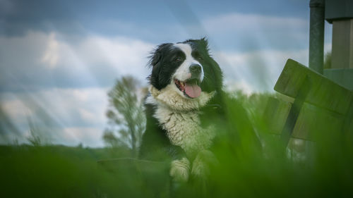 Close-up of lizard on tree against sky