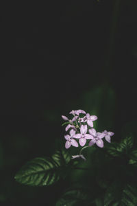 Close-up of flowers against black background