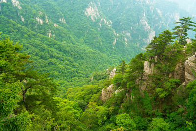 Pine trees in forest