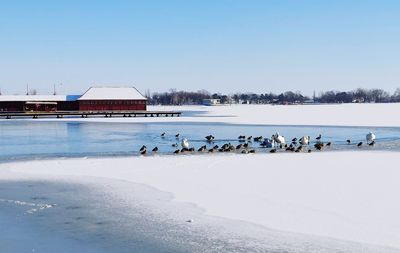 Lake palics in winter