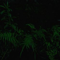 Close-up of fern leaves against black background