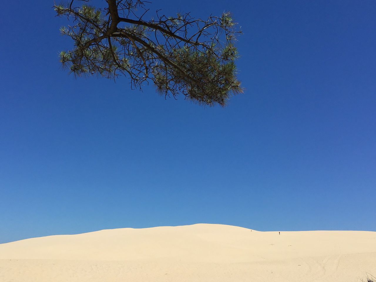 La branche de pin et la dune