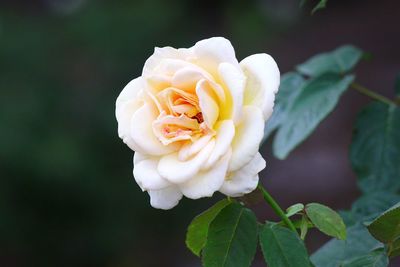 Close-up of white rose