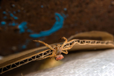 High angle view of lizard on metal table