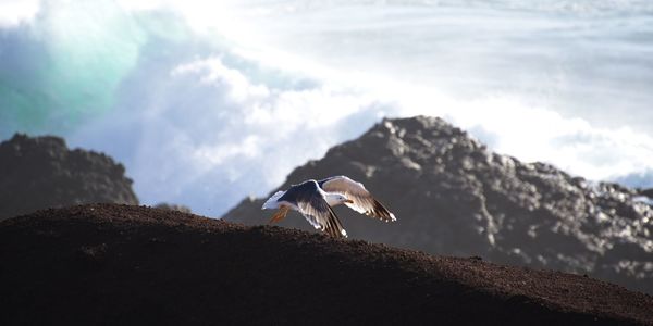 Seagull flying over rock against sky