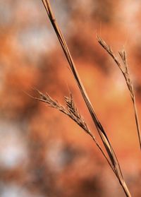 Close-up of wheat plant