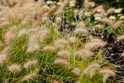 Close-up of plants growing on field