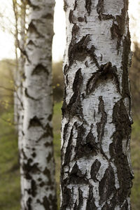 Close-up of tree trunk in forest