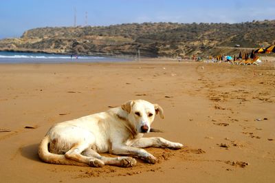 Dogs relaxing on beach