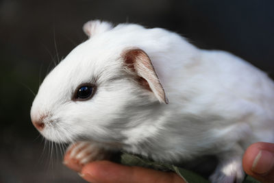 Close-up of hand holding white cat