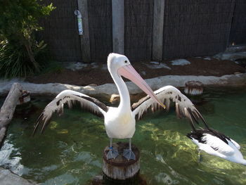 Swan perching on lake