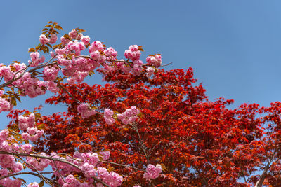 Low angle view of cherry blossom tree against clear sky