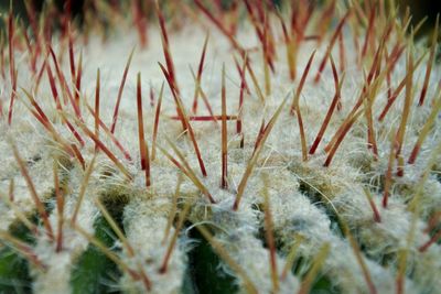 Close-up of plants during winter