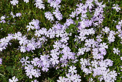 Full frame shot of purple flowering plants on field