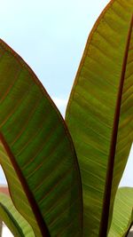 Low angle view of green leaves against sky