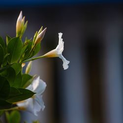 Close-up of white flowering plant