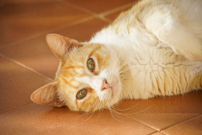 Close-up of cat resting on tiled floor